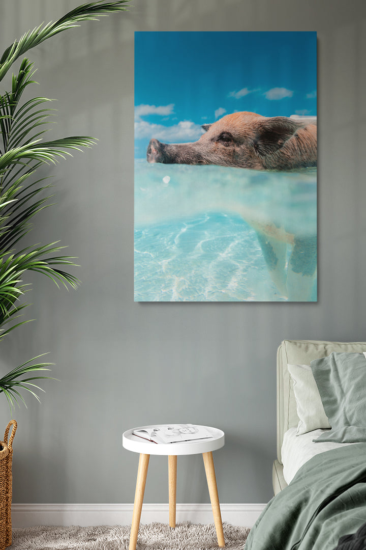 Swimming Pig