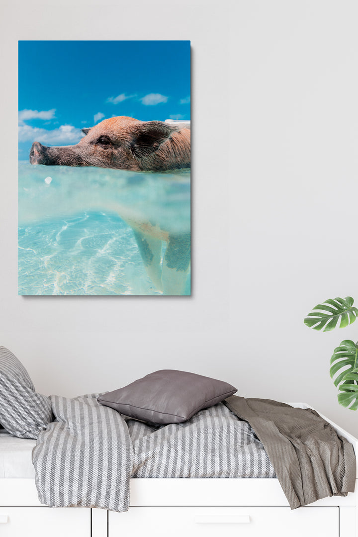 Swimming Pig