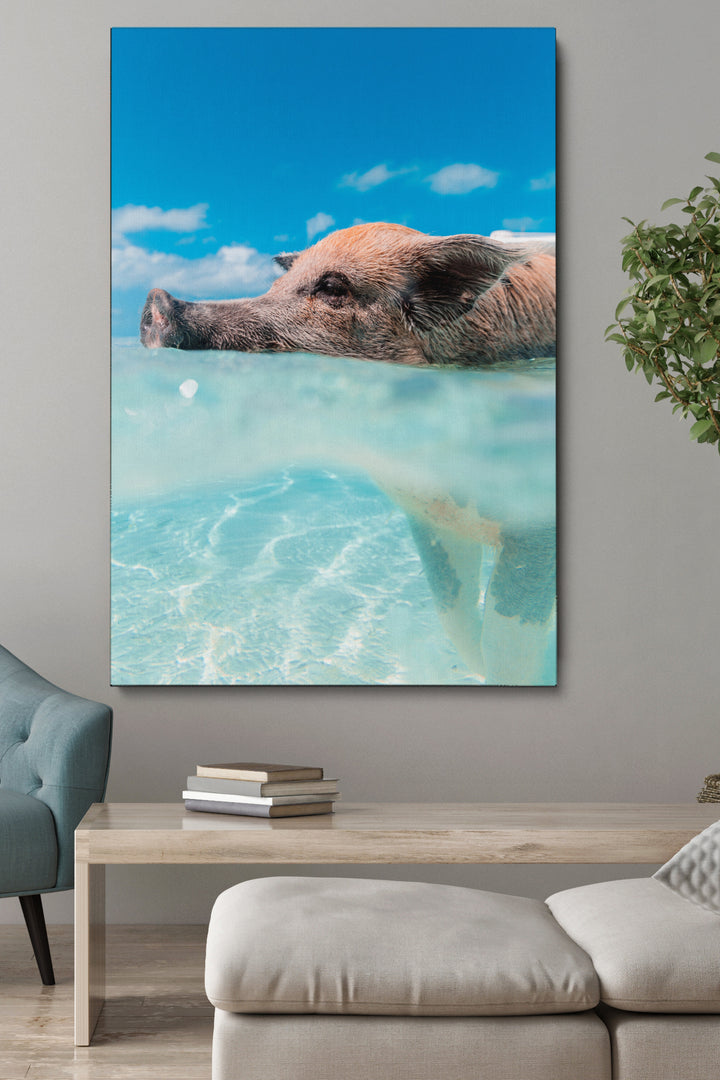 Swimming Pig