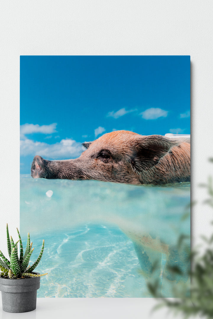 Swimming Pig
