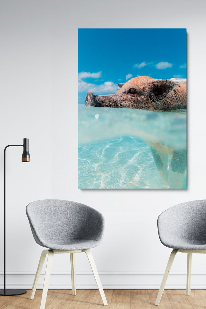 Swimming Pig