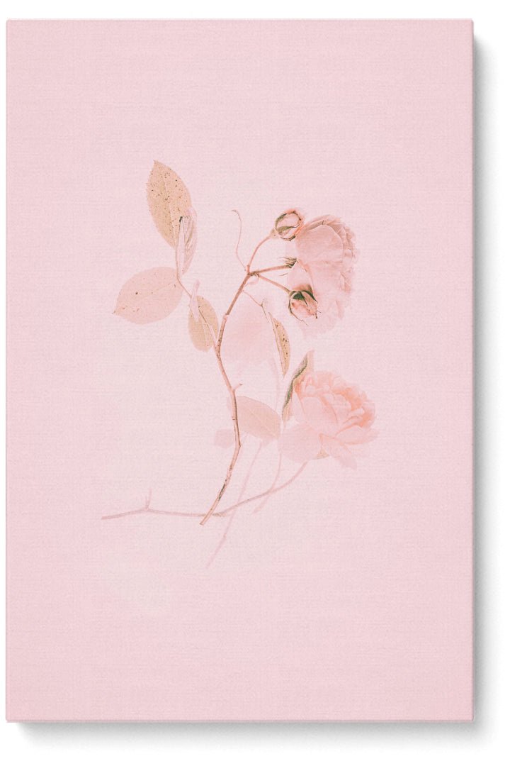 The Pink Rose