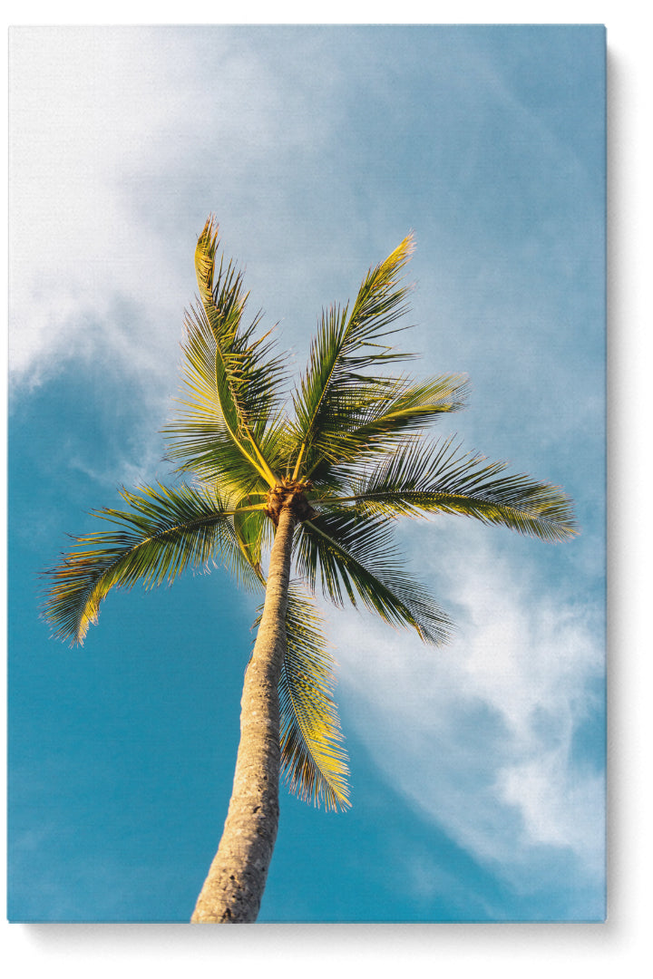 Unter der Palme
