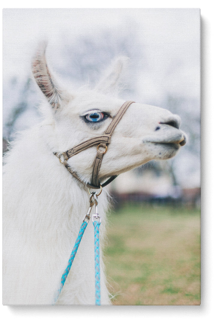 Weißes Lama