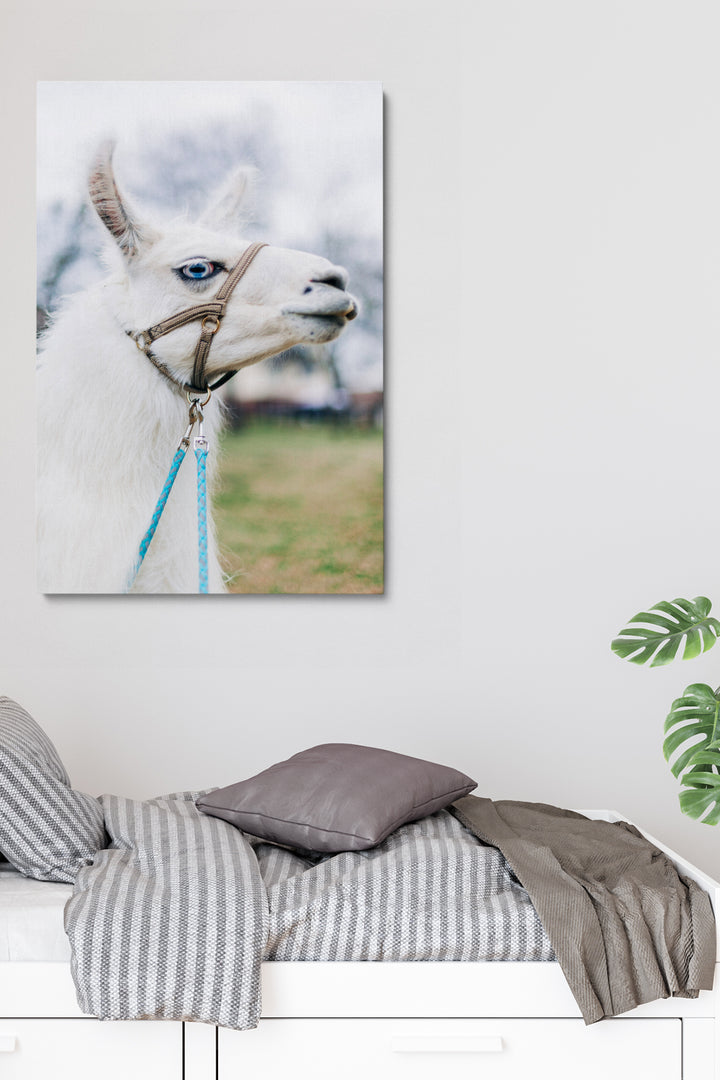 Weißes Lama
