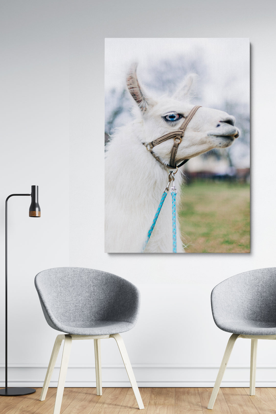 Weißes Lama
