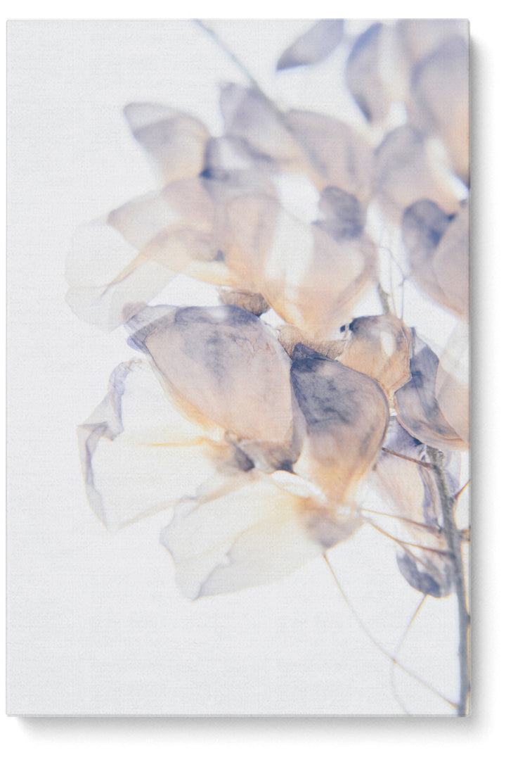 Blumen mit weißen Blütenblättern