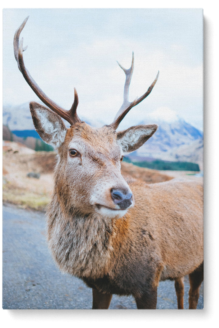 Wilder Hirsch