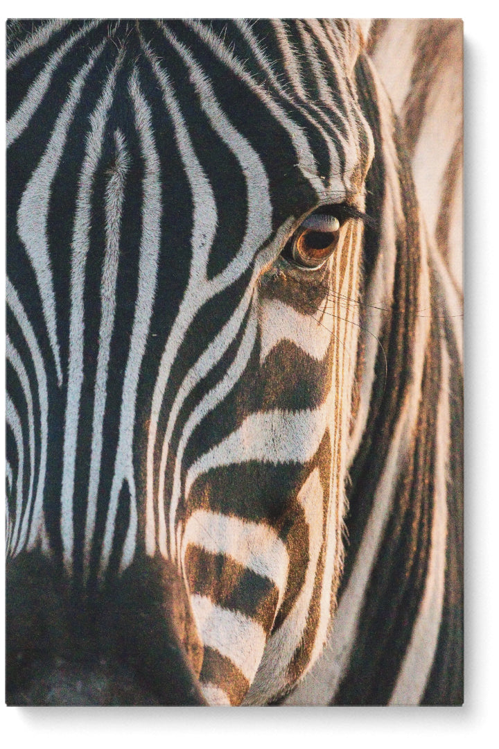 Zebra Soul