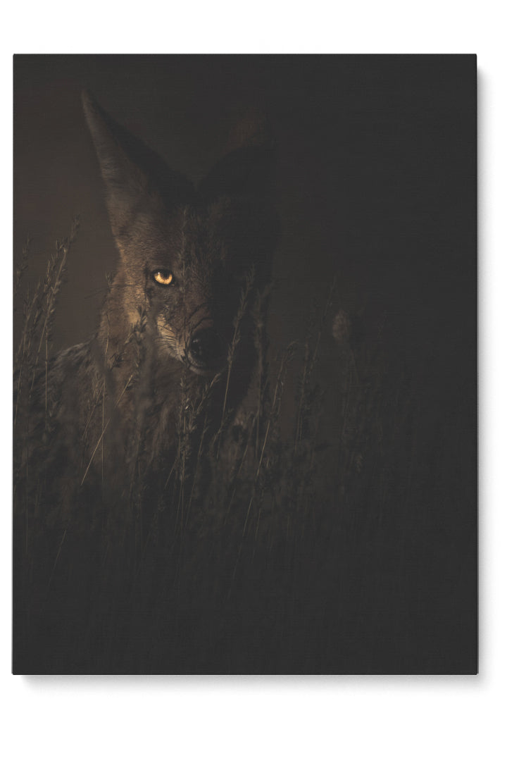 Black-backed Jackal