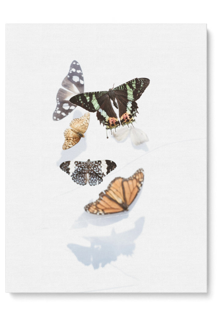 Butterflies