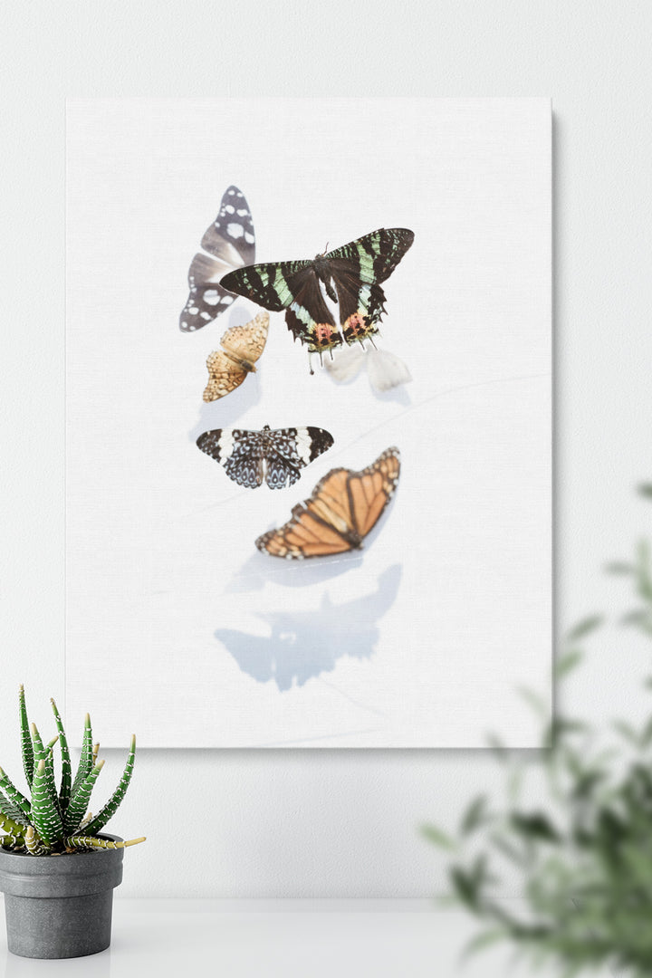 Butterflies