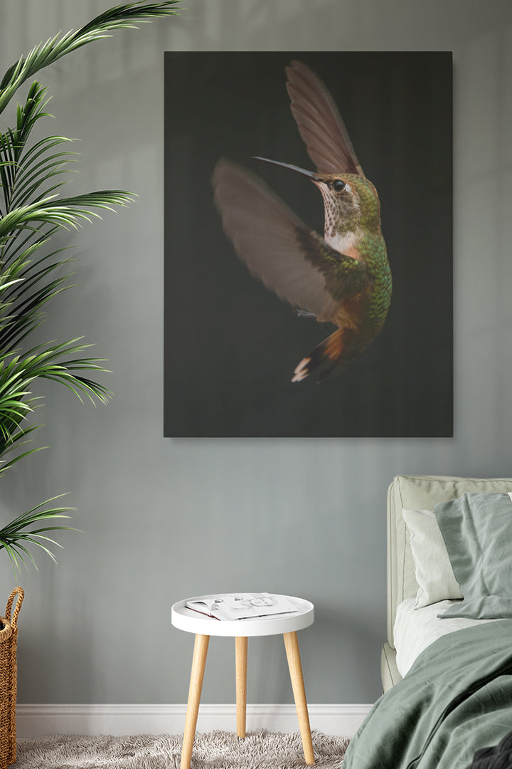 Colibri Verspieltheit
