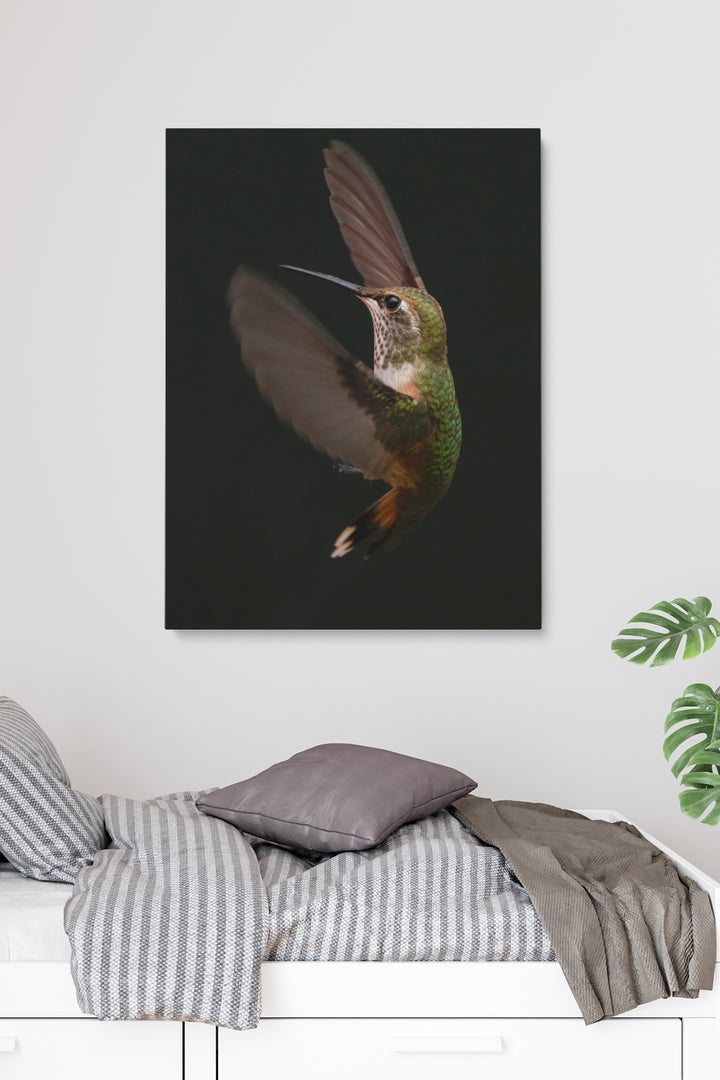 Colibri Verspieltheit