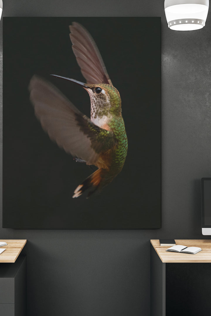 Colibri Verspieltheit