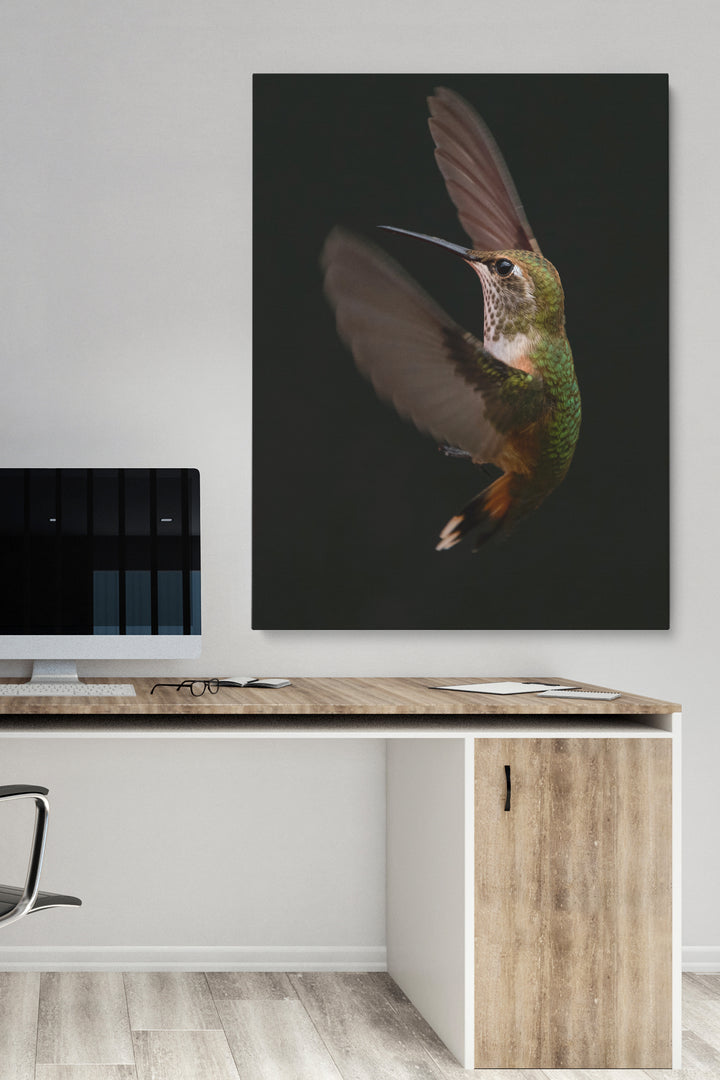 Colibri Verspieltheit