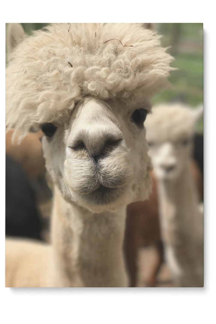 Lustigstes Lama