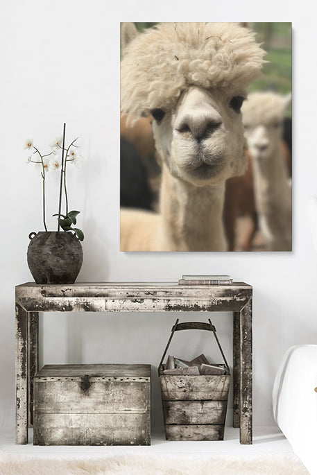 Lustigstes Lama