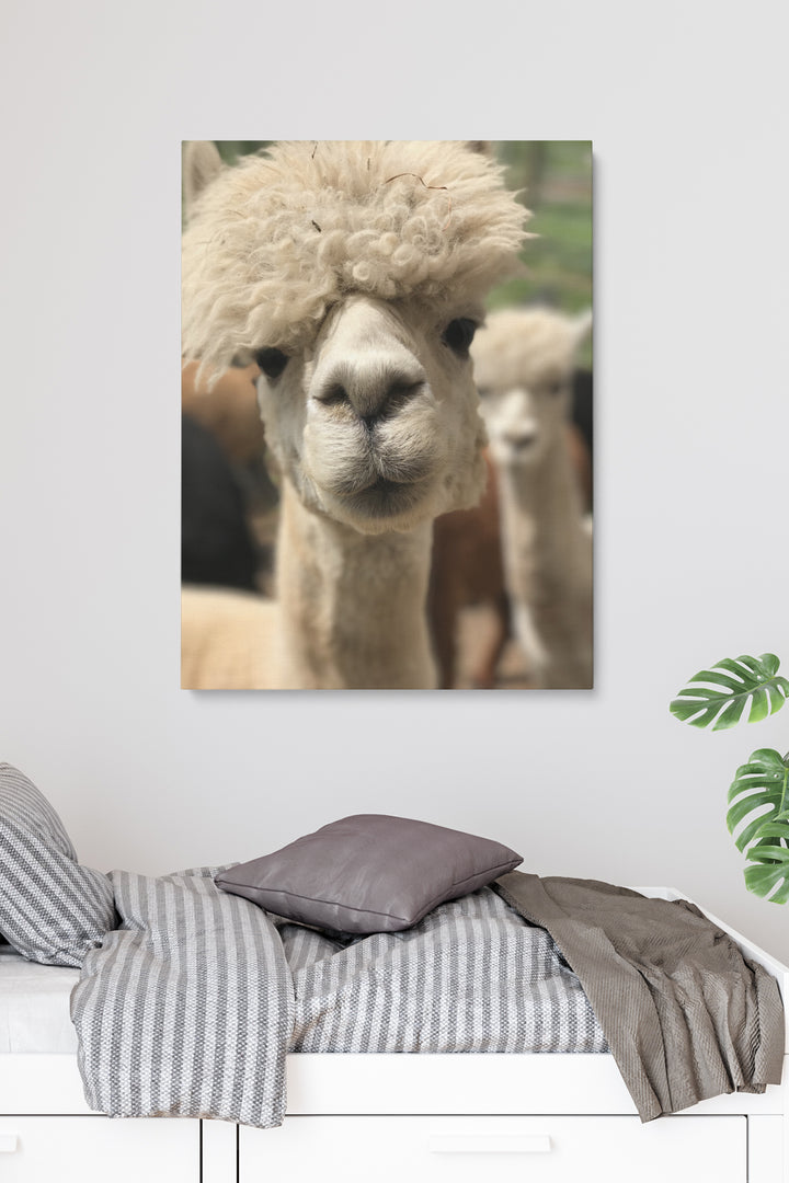Lustigstes Lama