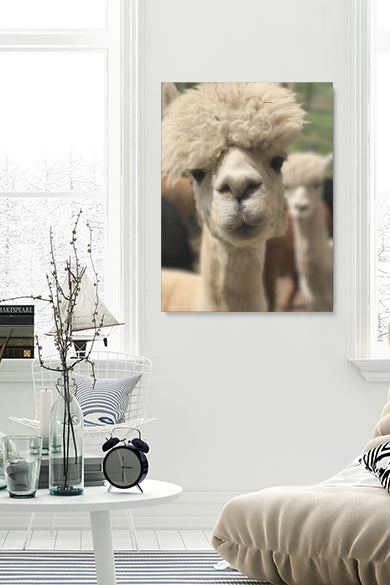 Lustigstes Lama