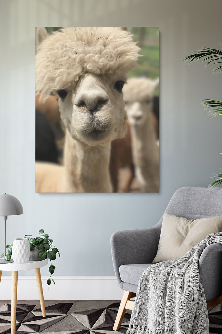 Lustigstes Lama
