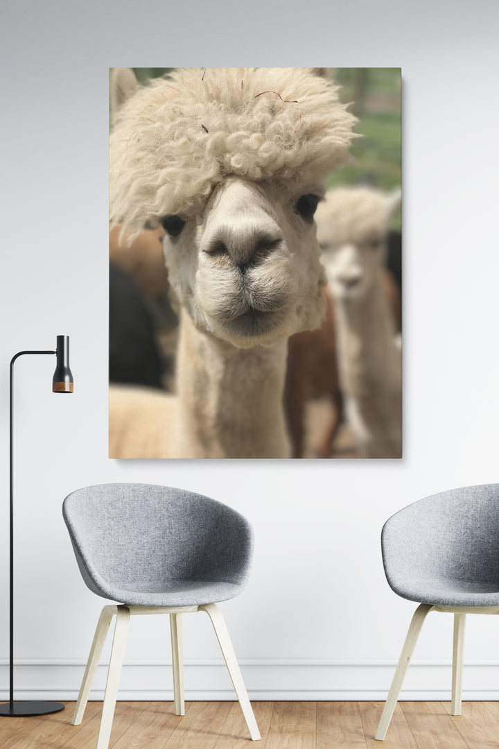 Lustigstes Lama