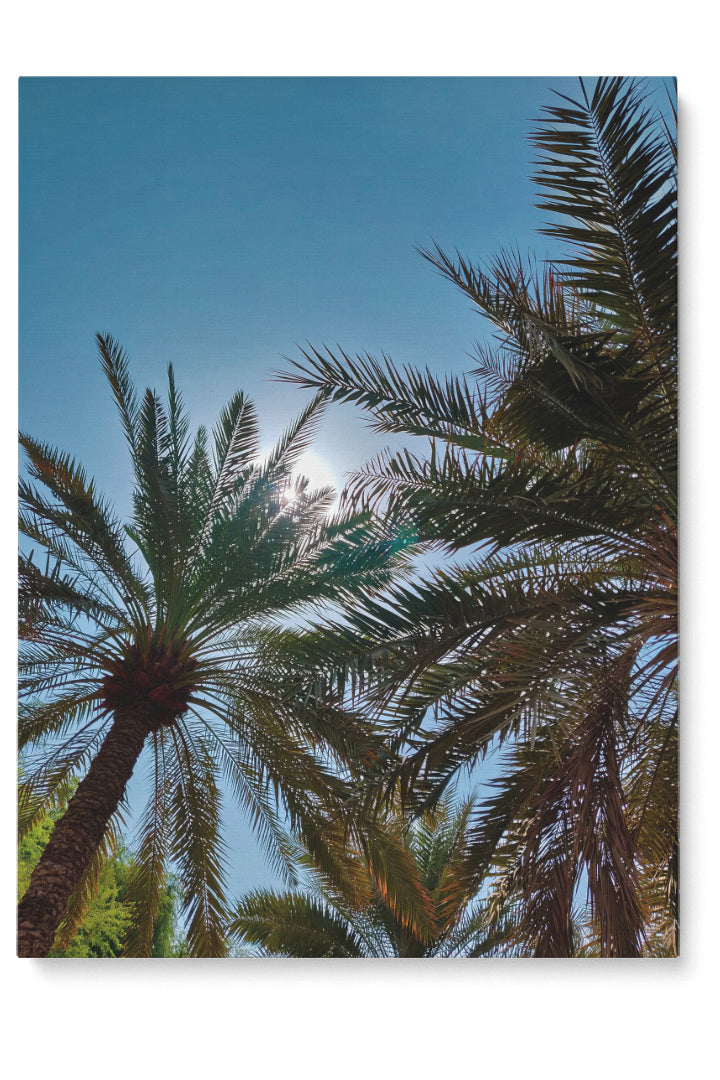 Palmen und Sonne