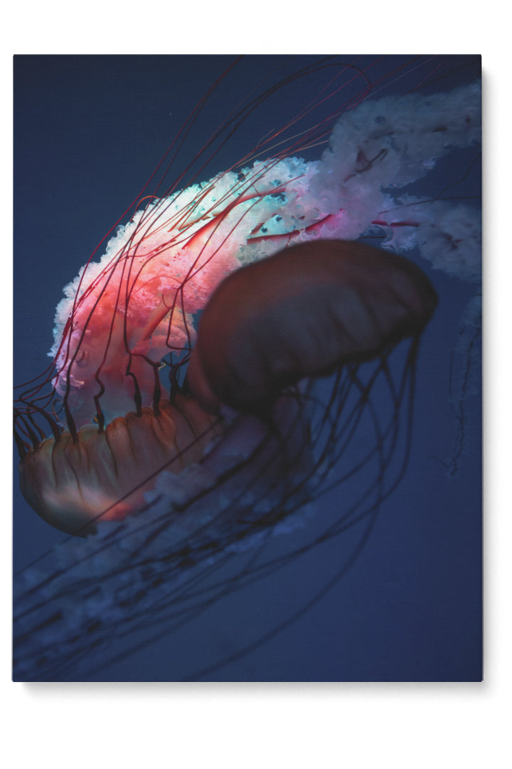 Red Jellyfish