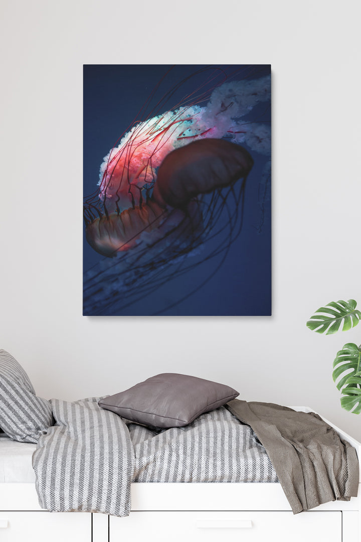Red Jellyfish