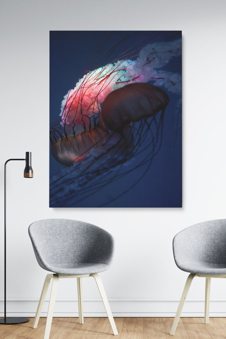 Red Jellyfish