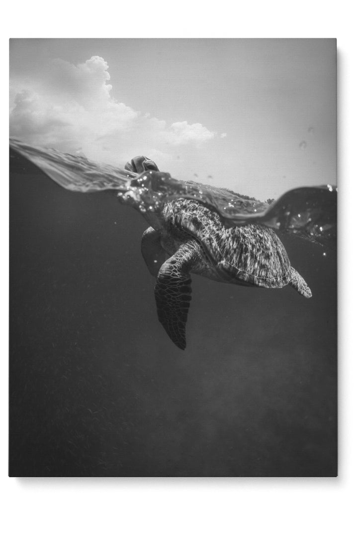 Sea Turtle