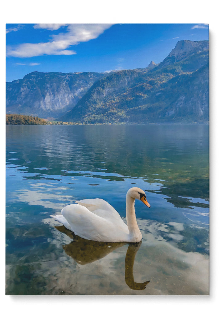 Schwan in norwegischen Fjorden