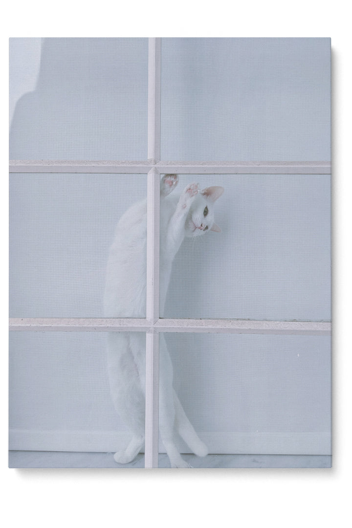 White Cat Stretching