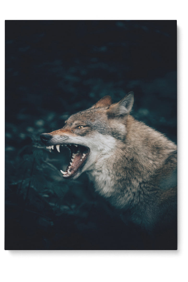 Wolf In The Forest