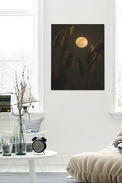Grass In Moonlight