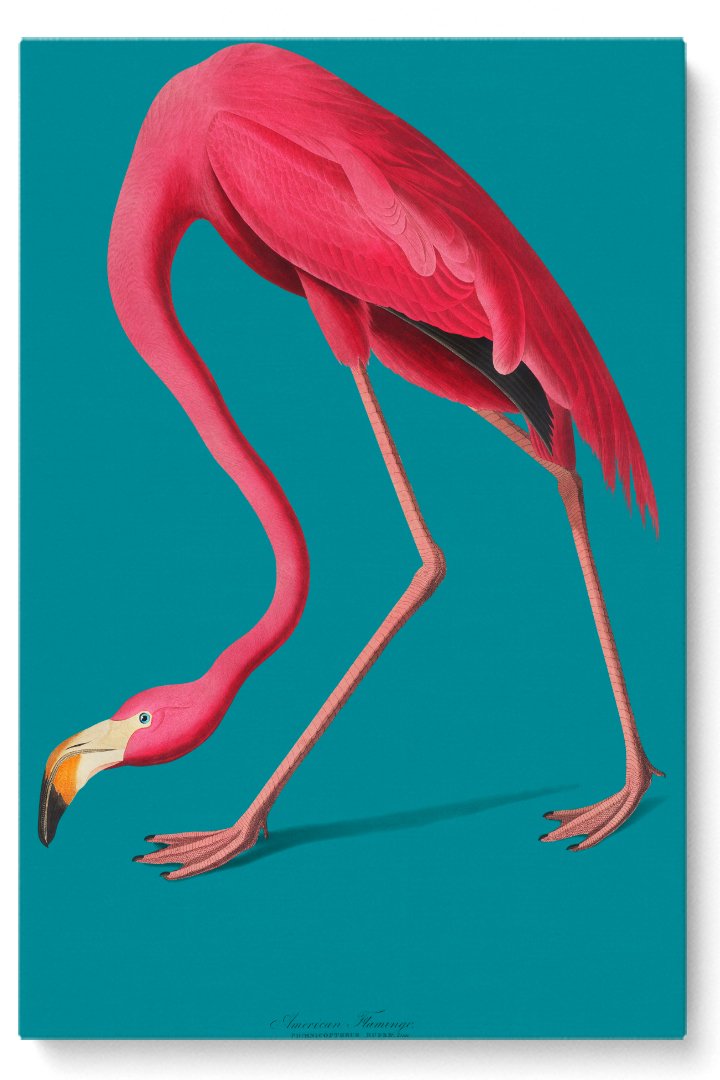 American Flamingo