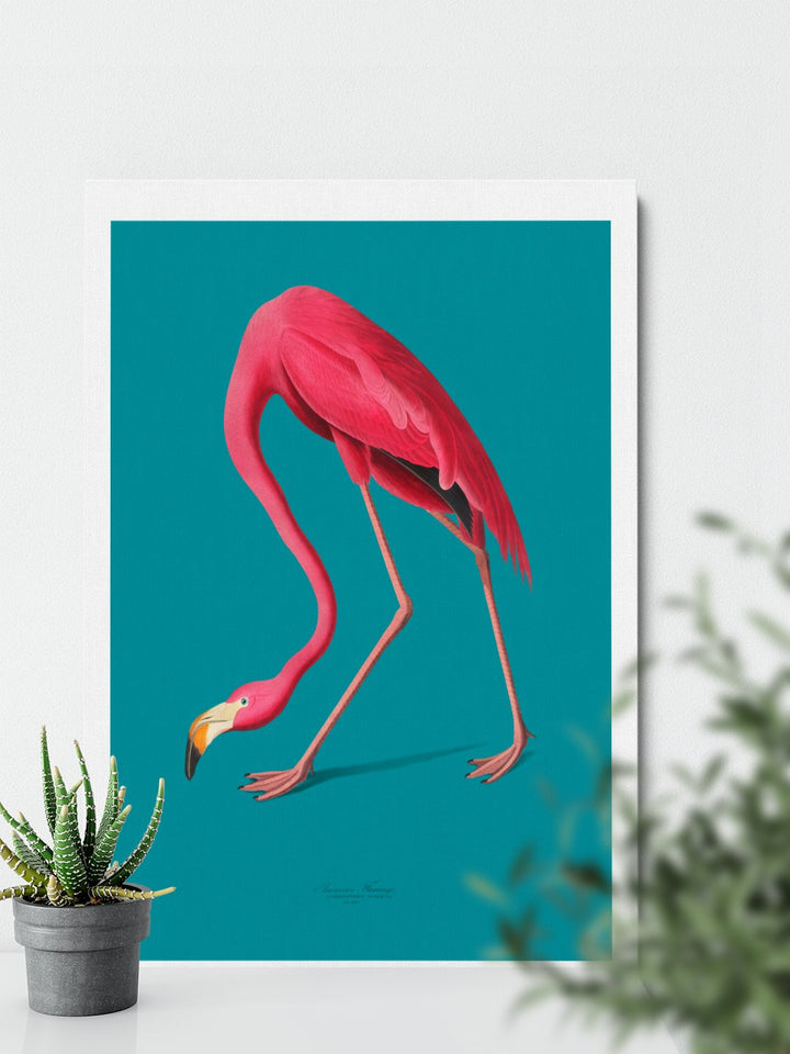 American Flamingo