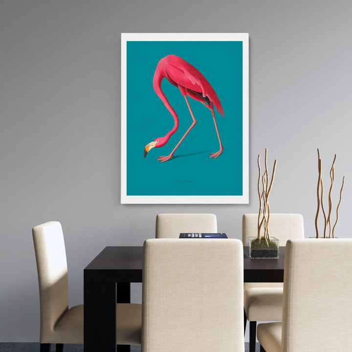American Flamingo