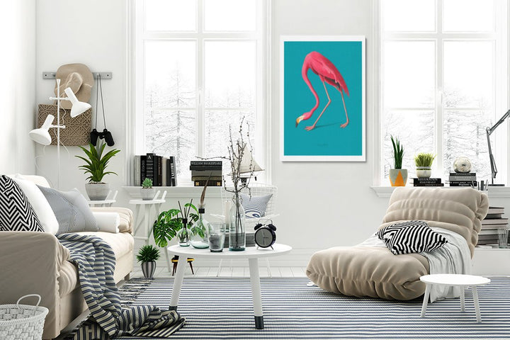American Flamingo