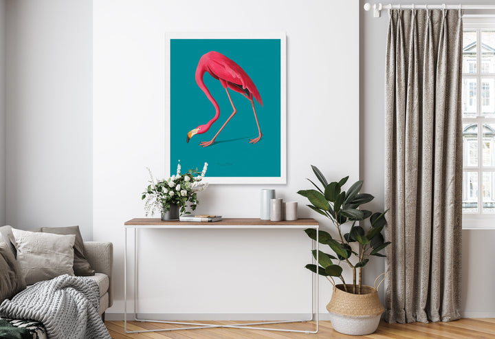 American Flamingo