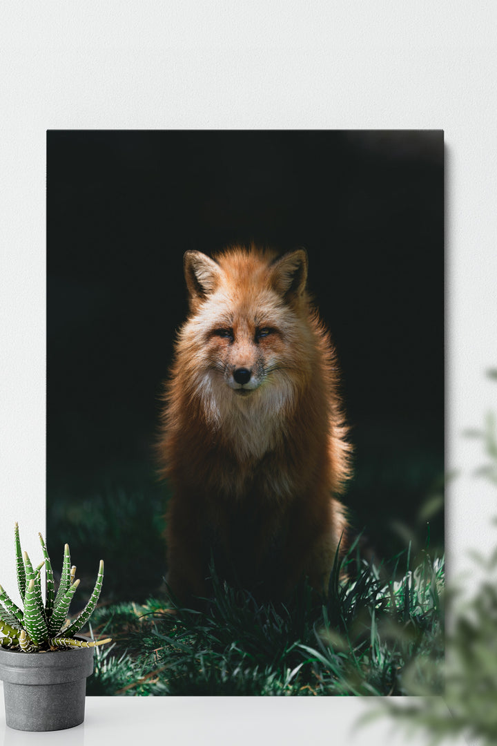 Mysterious Fox